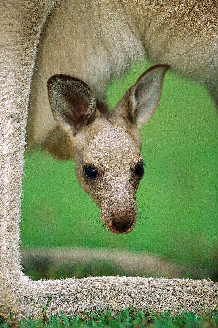 Eastern Grey Kangaroo (Macropus giganteus) joey peeking out of its mother's pouch, Australia