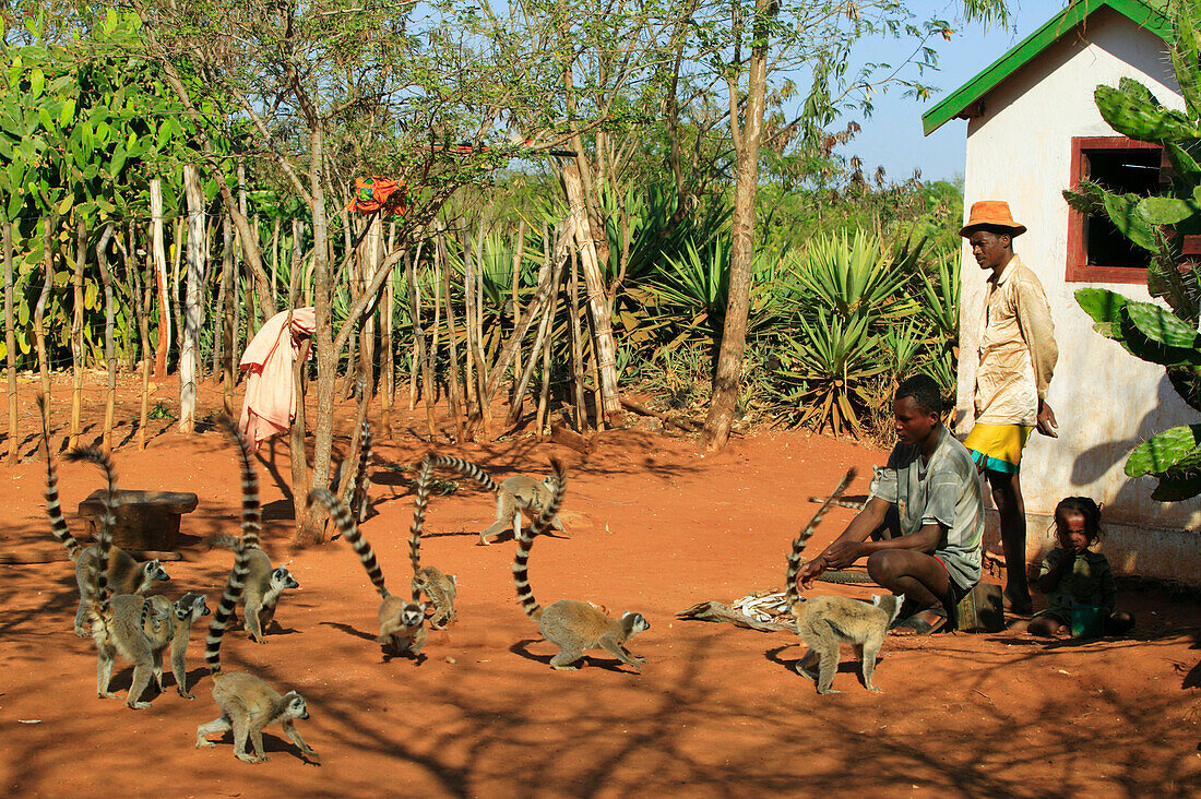 Kattas (Lemur catta) Gruppe, die mit Antandroy Menschen im Dorf interagiert, verwundbar, Berenty Private Reserve, Madagaskar