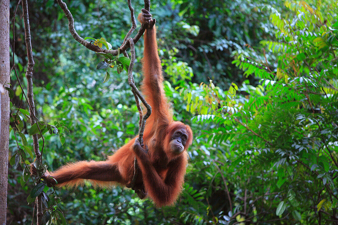 Orangutan (Pongo pygmaeus) female hanging on lianas, Borneo, Malaysia