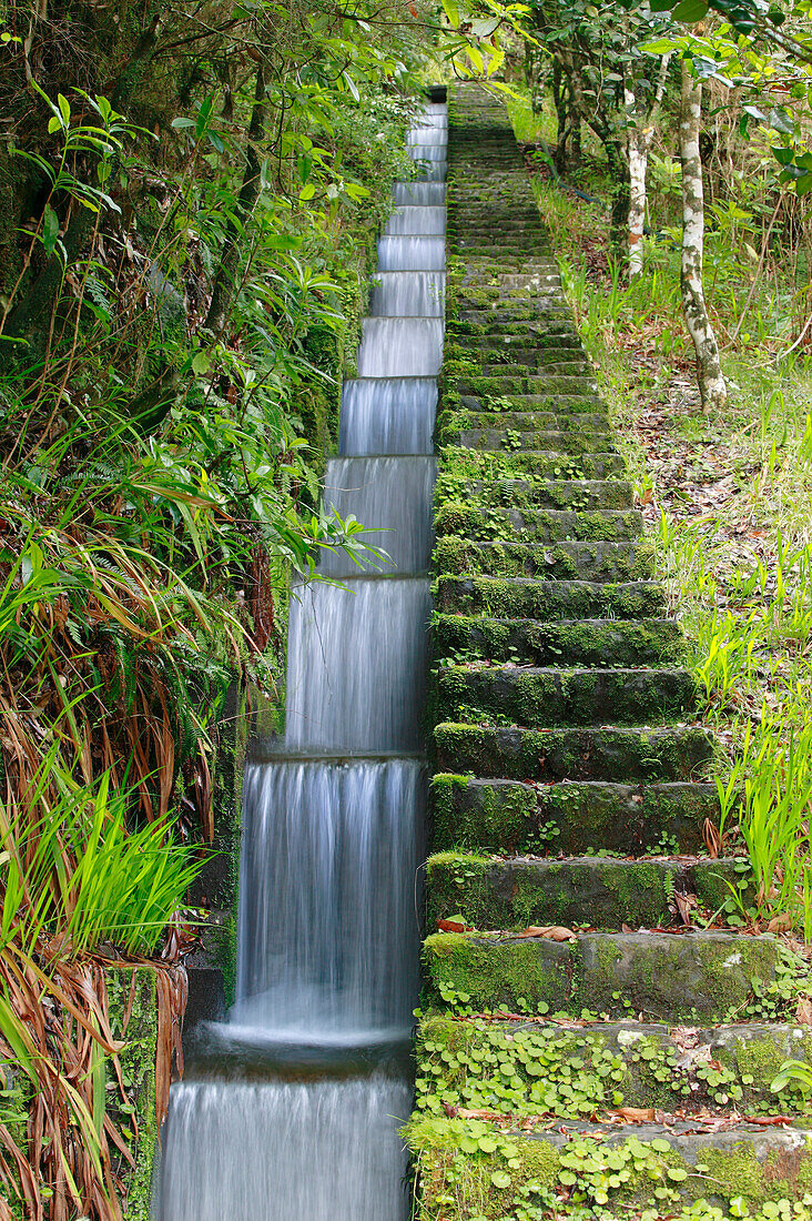 Small artificial canal called levada, part of an ancient irrigation system, flowing through a temperate primary forest called laurisilva, Madeira