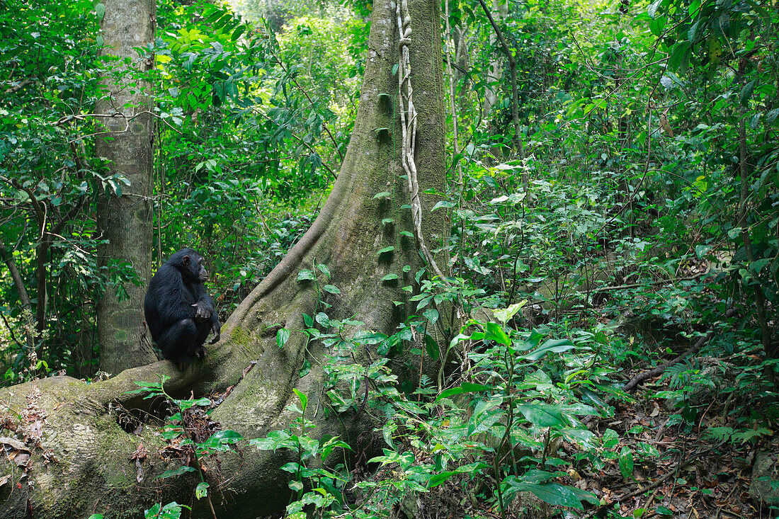 Eastern Chimpanzee (Pan troglodytes schweinfurthii) in Gombe National Park, Tanzania
