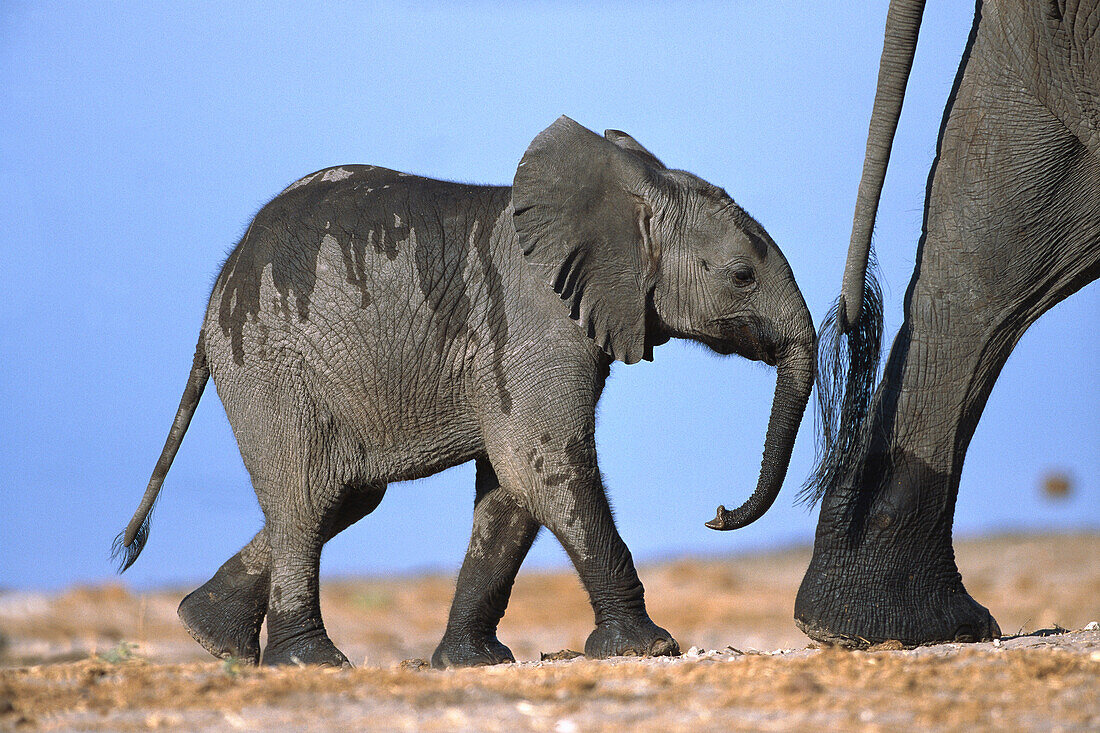 African Elephant (Loxodonta africana) baby following close behind the heels of its mother, Chobe River, Botswana