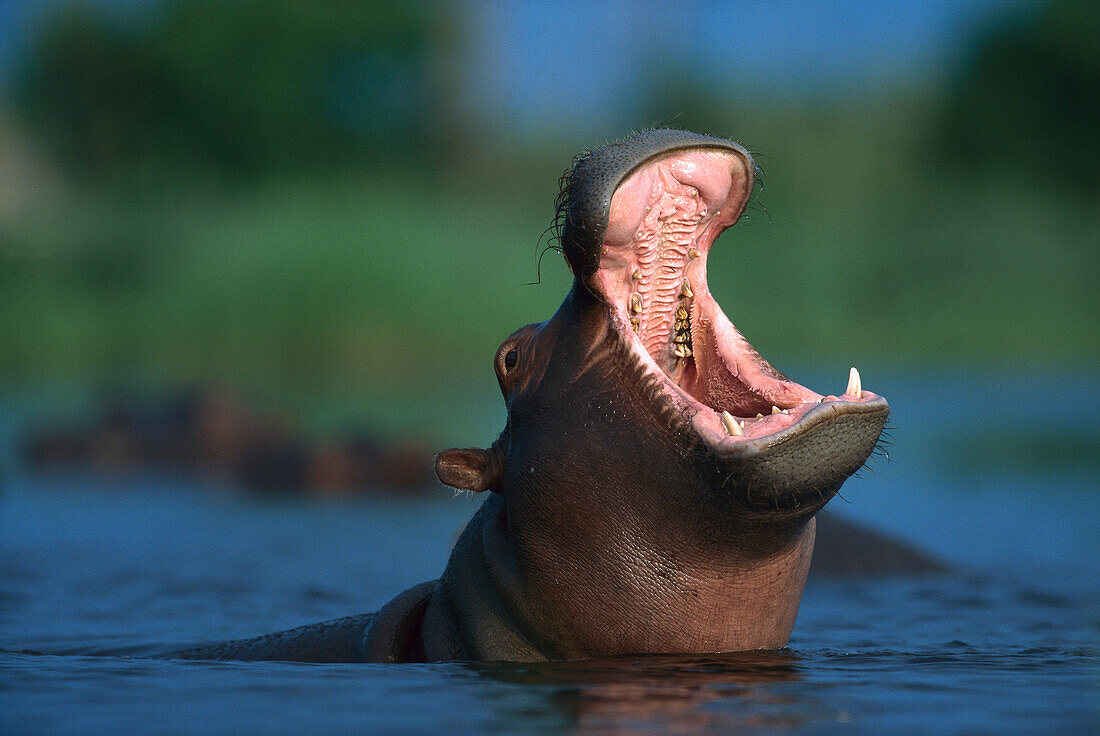 Hippopotamus (Hippopotamus amphibius) yawning, Botswana