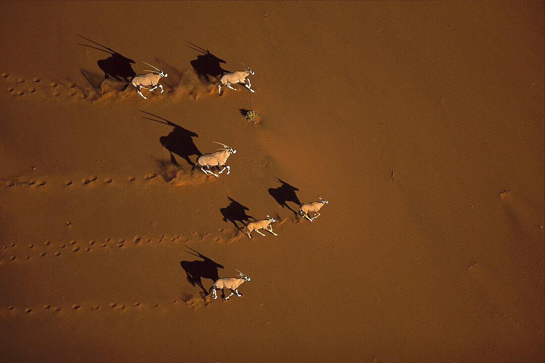 Gemsbok (Oryx gazella) running, Namib-Naukluft National Park, Namibia