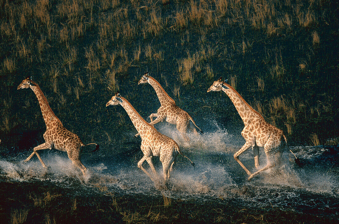 Giraffe (Giraffa camelopardalis) four running across wetland, Okavango Delta, Botswana