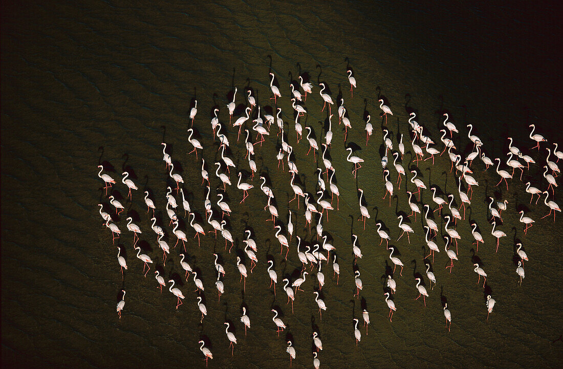 Greater Flamingo (Phoenicopterus ruber) aerial view of flock wading in water, Zeekoevlei, Cape Town, South Africa