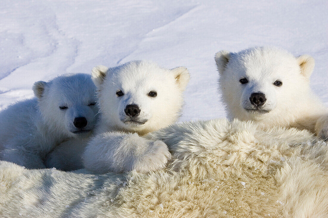 Polar Bear (Ursus maritimus) three to four month old cubs peeking over mother while she is tranquilized by researchers, vulnerable, Wapusk National Park, Manitoba, Canada