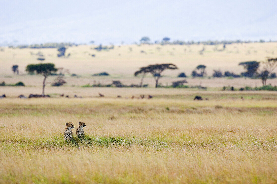 Cheetah (Acinonyx jubatus) mother and 22 month old male cub, Masai Mara National Reserve, Kenya