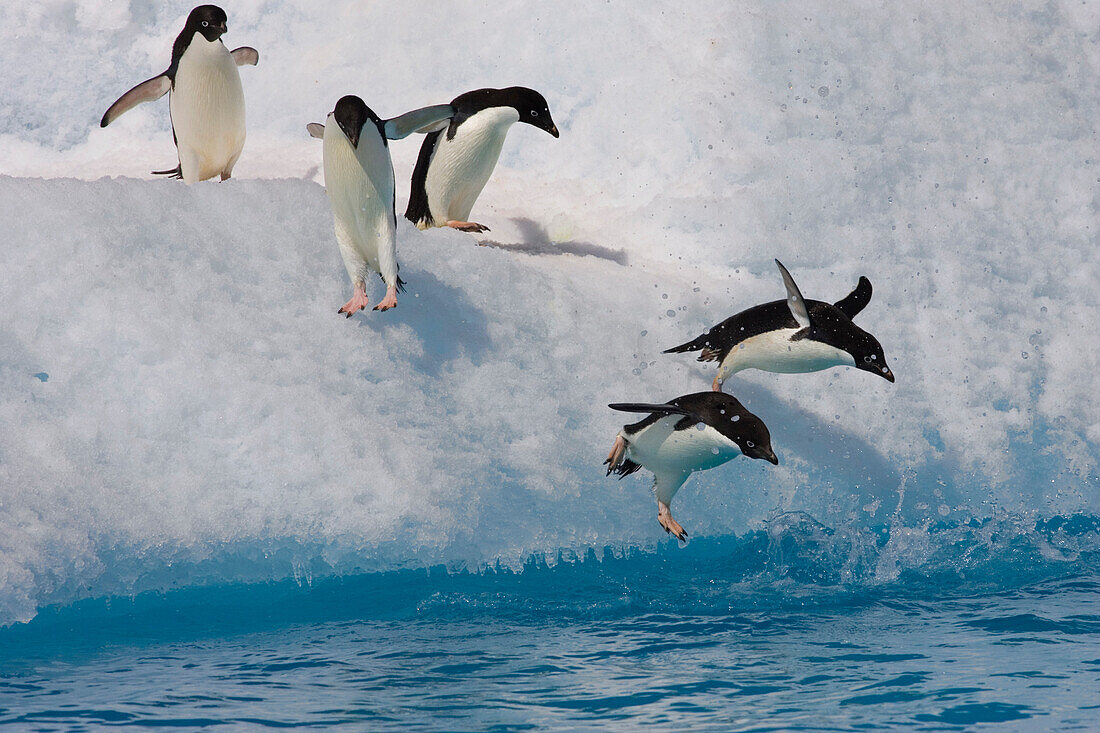 Adelie Penguin (Pygoscelis adeliae) group jumping and diving off iceberg into cold water, Paulet Island, Antarctica