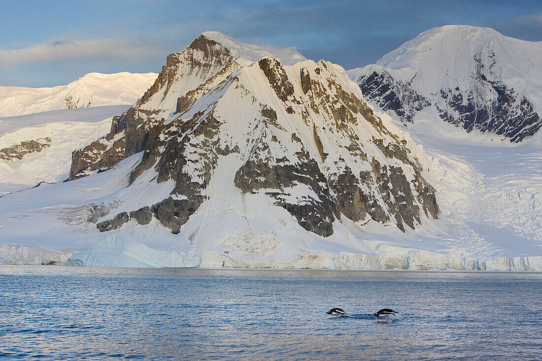 Gentoo Penguin (Pygoscelis papua) pair porpoising off Cuverville Island, Antarctica