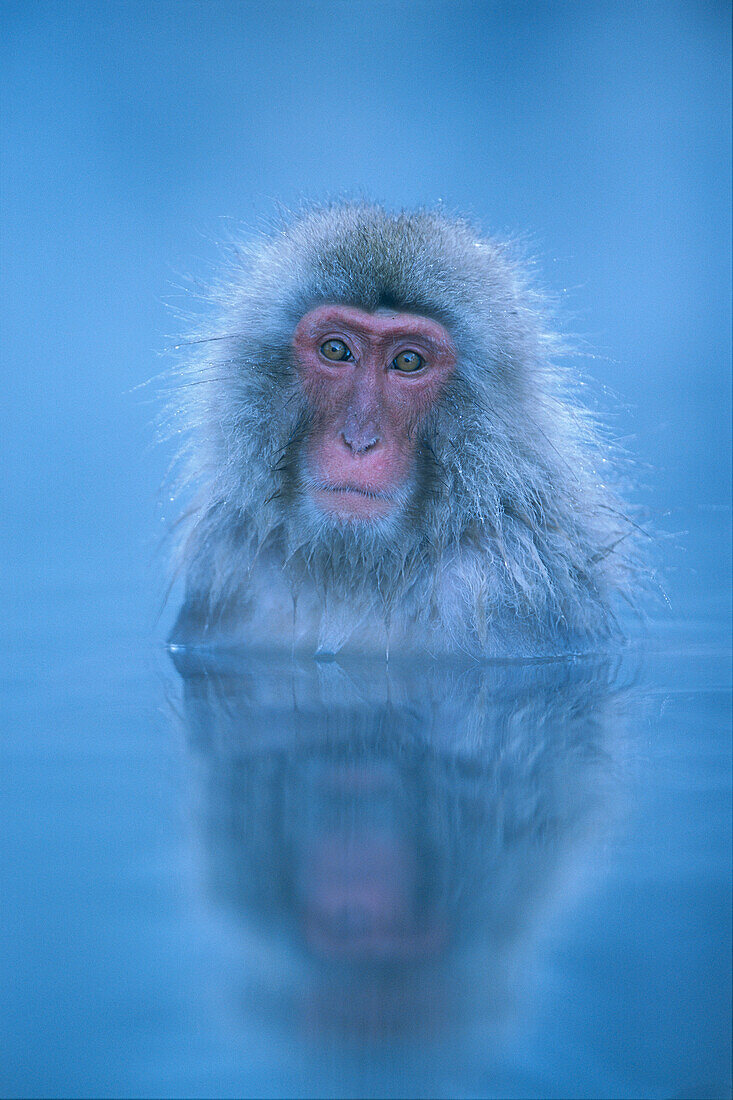 Japanese Macaque (Macaca fuscata) bathing in hot springs, Joshinetsu Plateau National Park, Japan