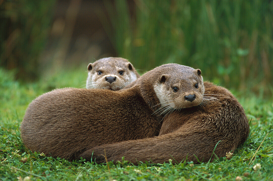 European River Otter (Lutra lutra) sisters resting, Europe