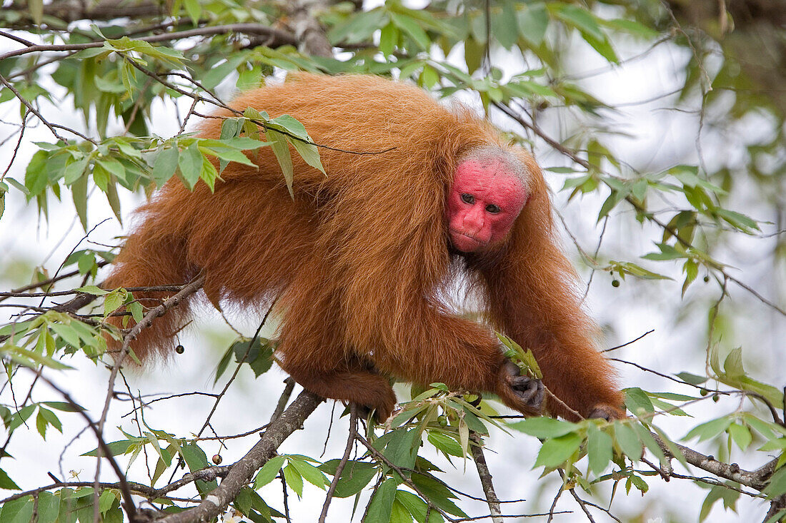 Red Uakari (Cacajao calvus) male in trees, Amazon Ecosystem, Brazil