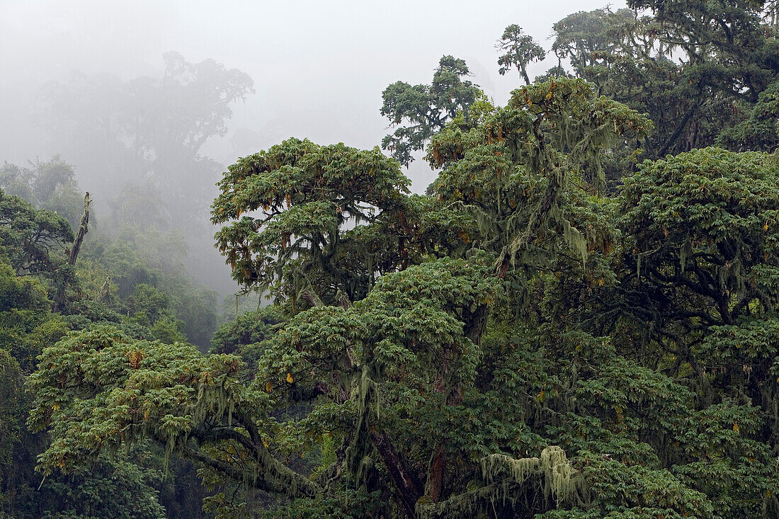 Rainforest in mist, Mount Bisoke, Parc National des Volcans, Rwanda