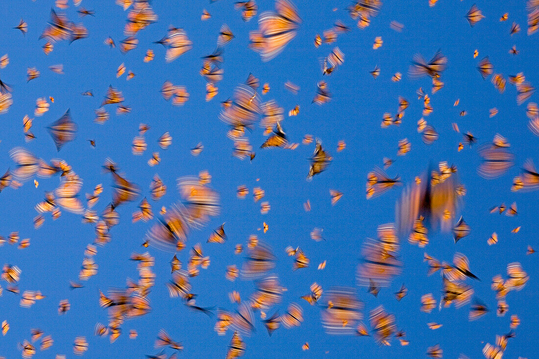 Monarch (Danaus plexippus) butterflies flying during a warm day, Michoacan, Mexico