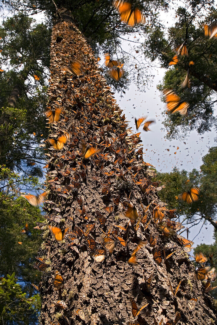 Monarch (Danaus plexippus) butterfly overwintering colony, Michoacan, Mexico