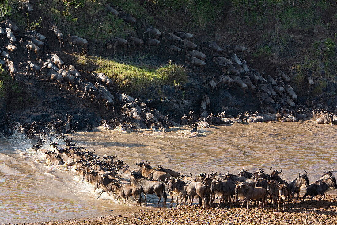 Blue Wildebeest (Connochaetes taurinus) herd crossing Mara River during migration, Masai Mara National Reserve, Kenya