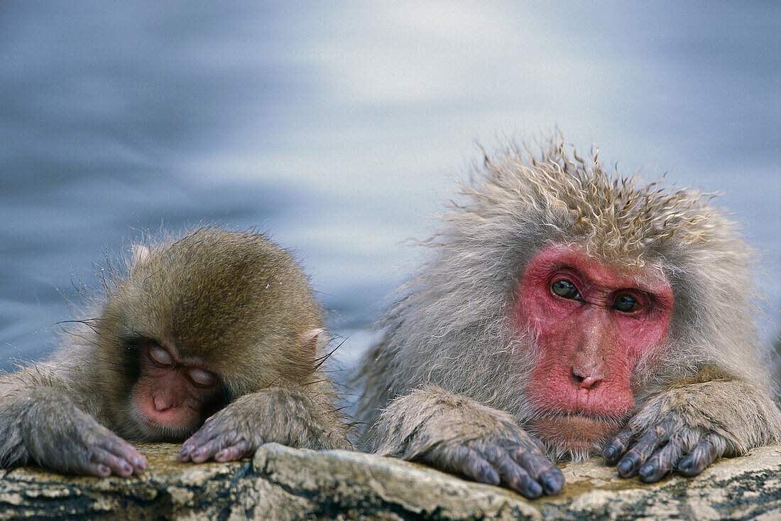 Japanese Macaque (Macaca fuscata) mother and juvenile in hot spring, Joshinetsu Plateau National Park, Japan
