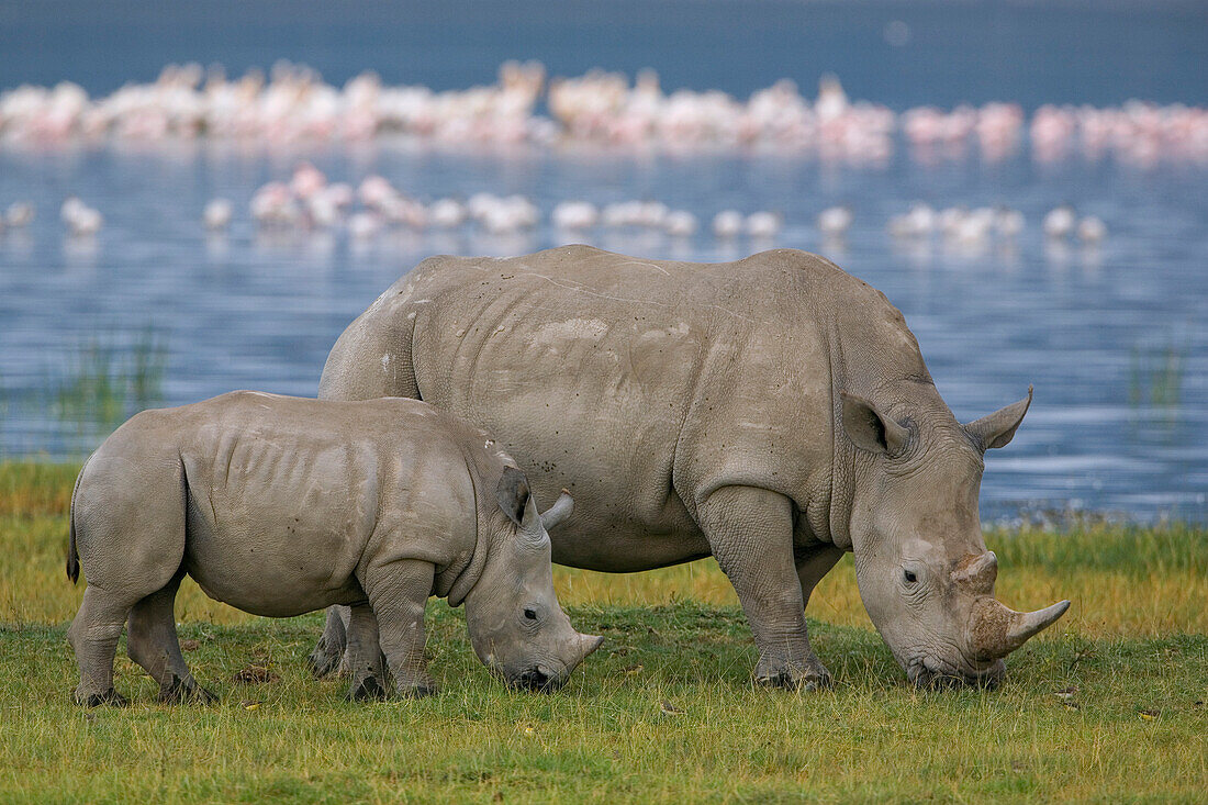 White Rhinoceros Ceratotherium simum mother and juvenile grazing, Lake Nakuru, Kenya