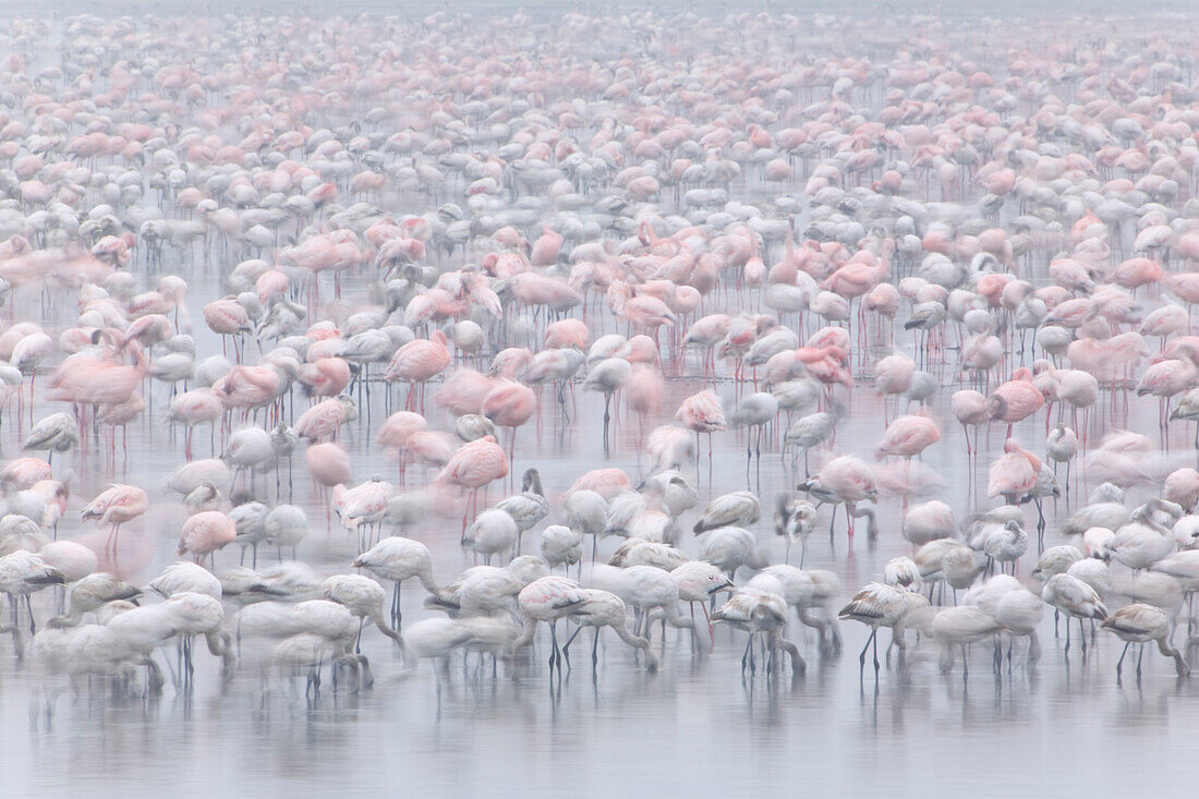 Lesser Flamingo (Phoenicopterus minor) group feeding in the shallow waters of Lake Nakuru, Kenya