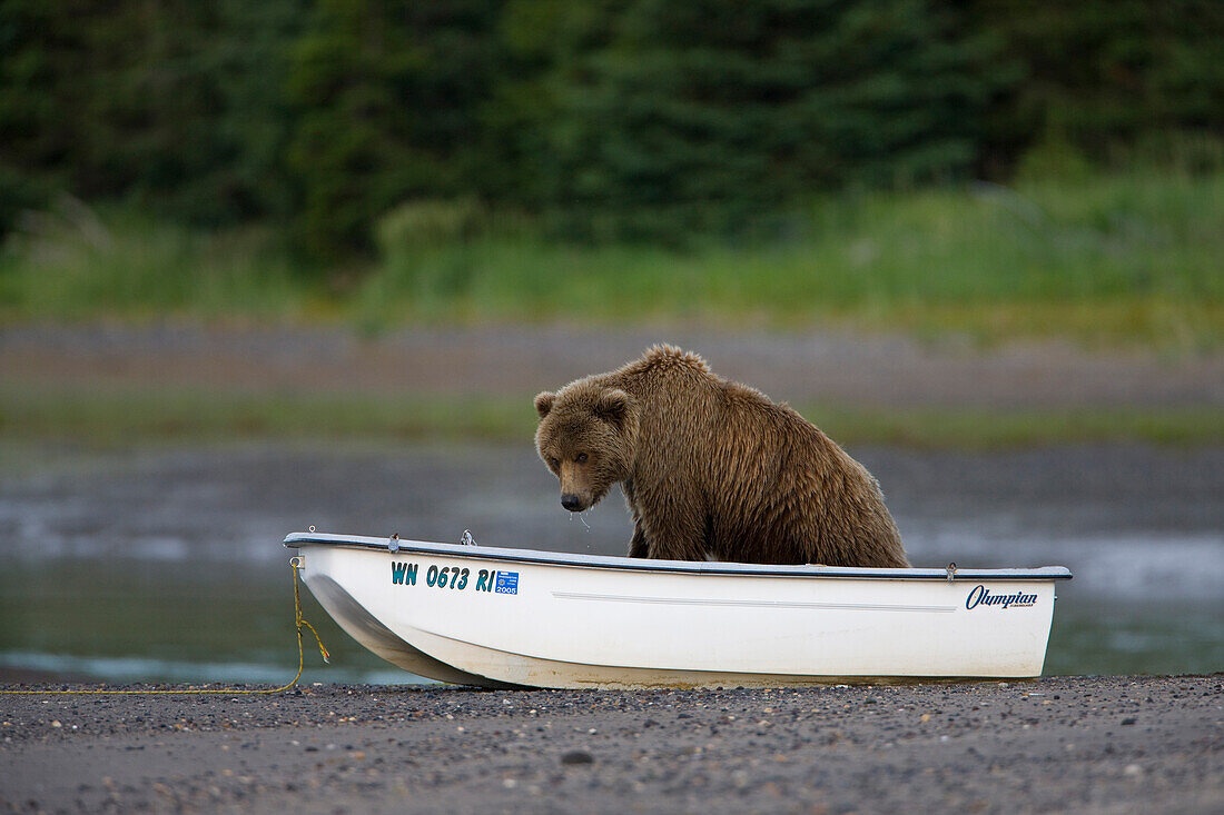 Grizzly Bear (Ursus arctos horribilis) in boat, Salmon River Creek, Lake Clark National Park, Alaska