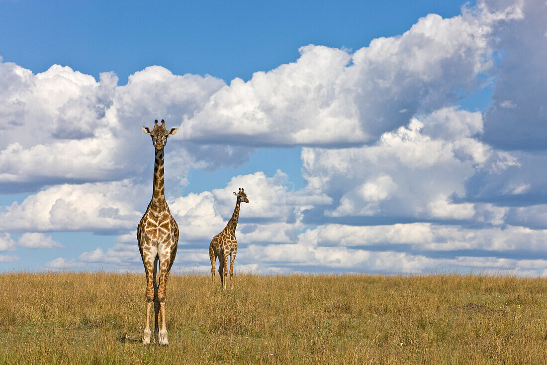 Masai Giraffe (Giraffa camelopardalis tippelskirchi) adults, Masai Mara National Reserve, Kenya
