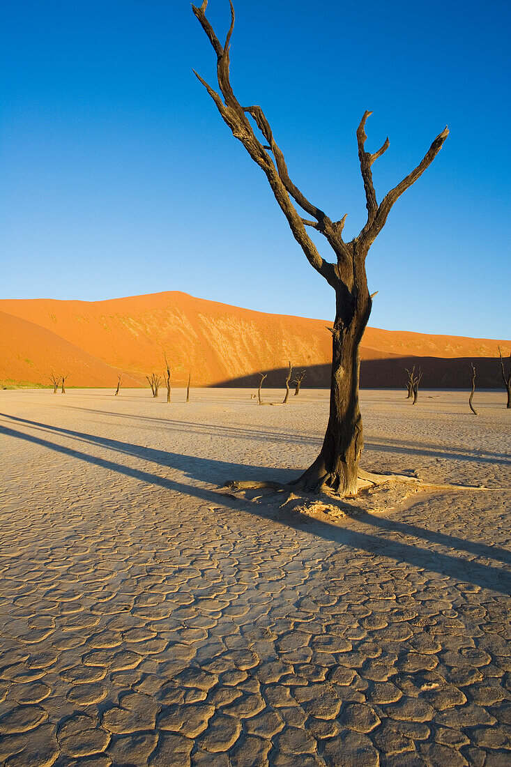 Acacia (Acacia sp) trees in Dead Veil, a dry clay pan that after rare rains fills with water, Namib-Naukluft National Park, Namibi Desert, Namibia