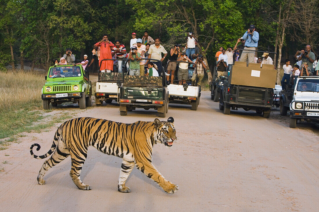Bengal Tiger (Panthera tigris tigris) juvenile, large group of tourists drive vehicles watching it crossing a dirt track, Bandhavgarh National Park, India