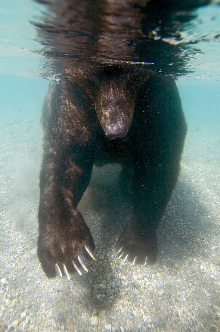 Brown Bear (Ursus arctos) looking for food underwater, Kamchatka, Russia