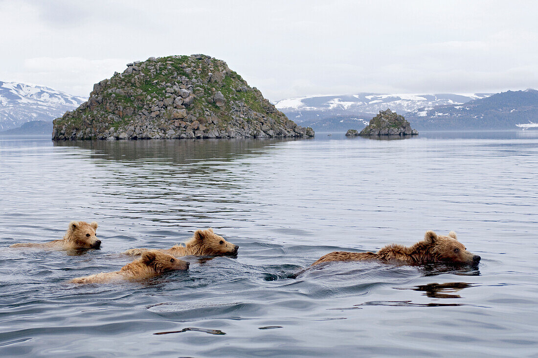 Brown Bear (Ursus arctos) mother and three cubs swimming, Kamchatka, Russia