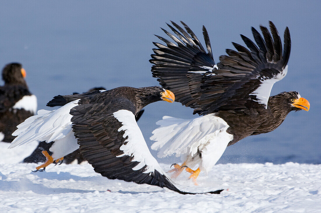 Steller's Sea Eagle (Haliaeetus pelagicus) chasing away another adult, Kamchatka, Russia