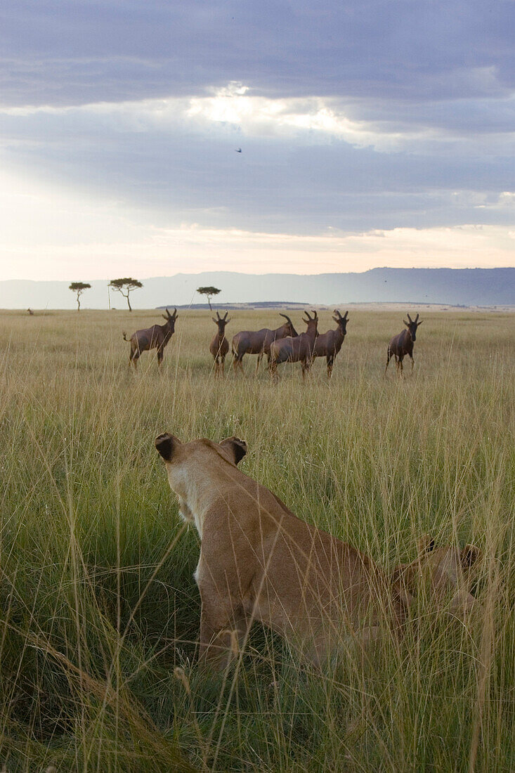 African Lion (Panthera leo) female looking at prey, Masai Mara, Kenya