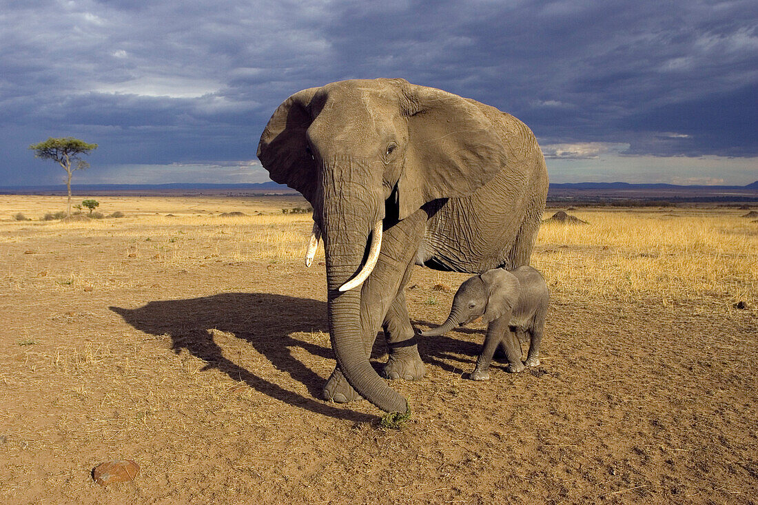 African Elephant (Loxodonta africana) mother and calf, Masai Mara, Kenya