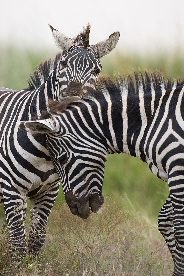 Burchell's Zebra (Equus burchellii) pair, Masai Mara, Kenya