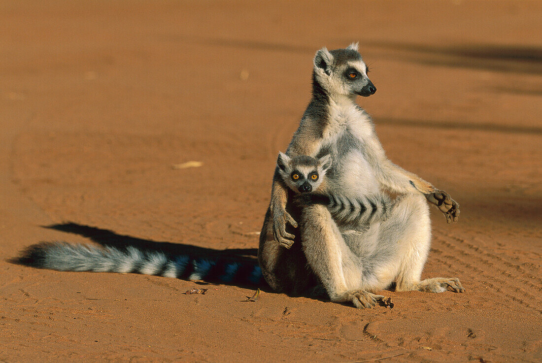 Kattas  (Lemur catta) Sonnenbaden mit Baby auf dem Schoß, Berenty, Madagaskar