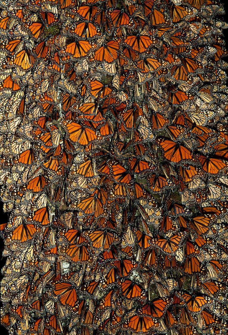 Monarch (Danaus plexippus) butterflies roosting in trees at night, Michoacan, Mexico