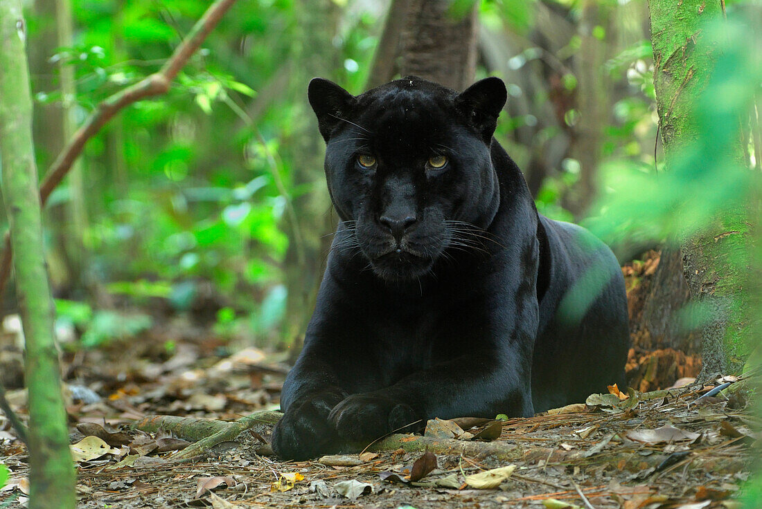 Jaguar (Panthera onca), black color morph, resting on forest floor, Belize