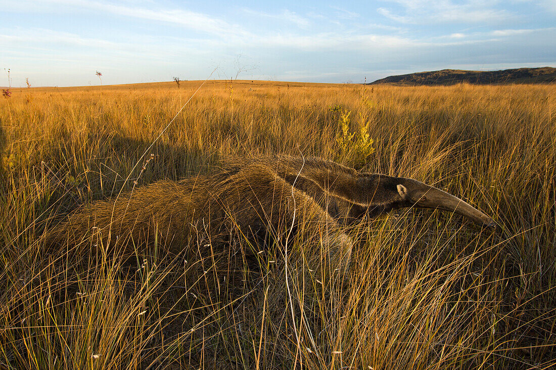 Giant Anteater (Myrmecophaga tridactyla) in Cerrado Ecosystem, Serra de Canastra National Park, Brazil