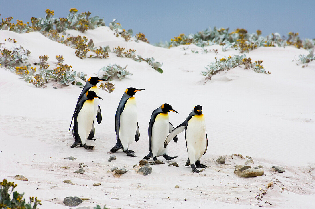 King Penguin (Aptenodytes patagonicus) group walking onto beach, Volunteer Point, East Falkland Island, Falkland Islands