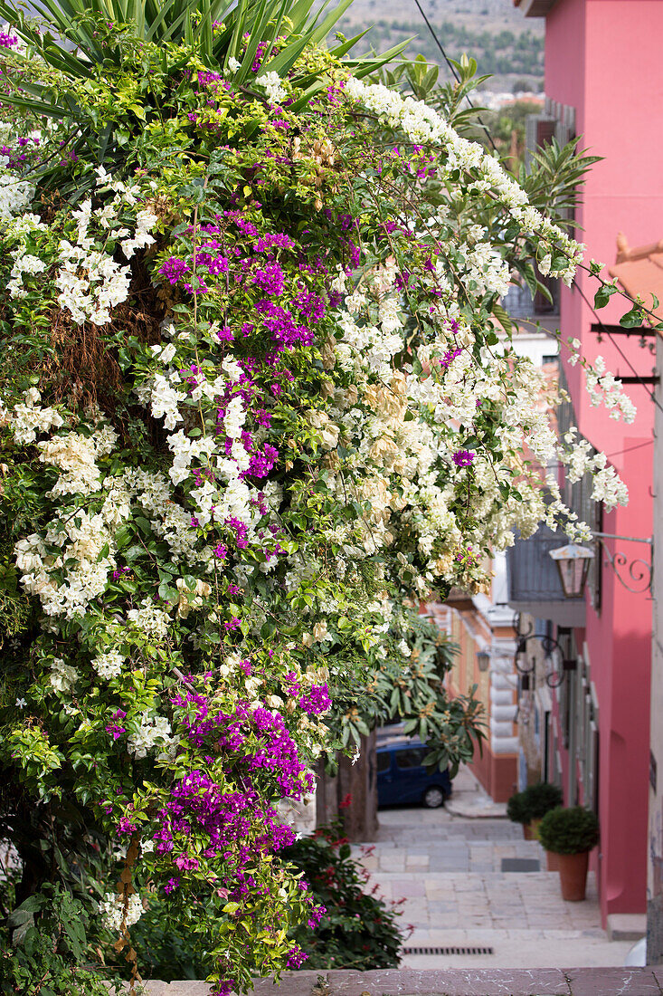 Bougainvillea flowers in the old town, Nafplio, Nauplia, Peloponnese, Greece