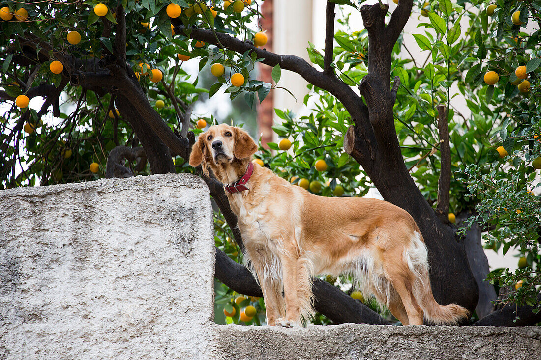 Hund auf Mauer unter Pomeranzenbaum, Nafplio, Nauplia, Peloponnes, Griechenland