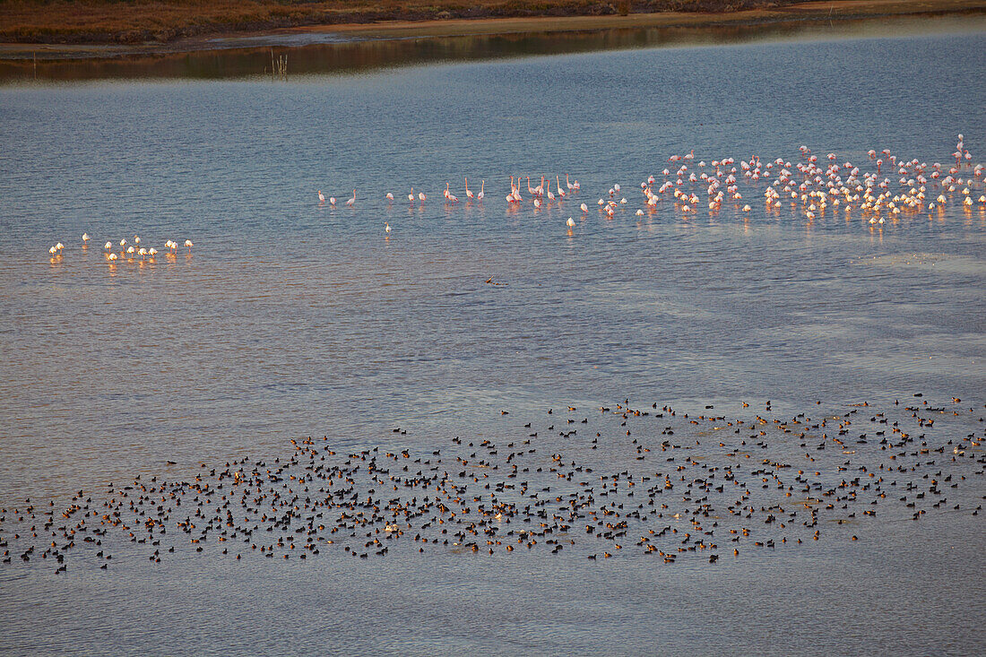 Wasservögel auf dem Étang de Bages et de Sigean, Bages, Dept. Aude, Languedoc-Roussillon, Frankreich, Europa
