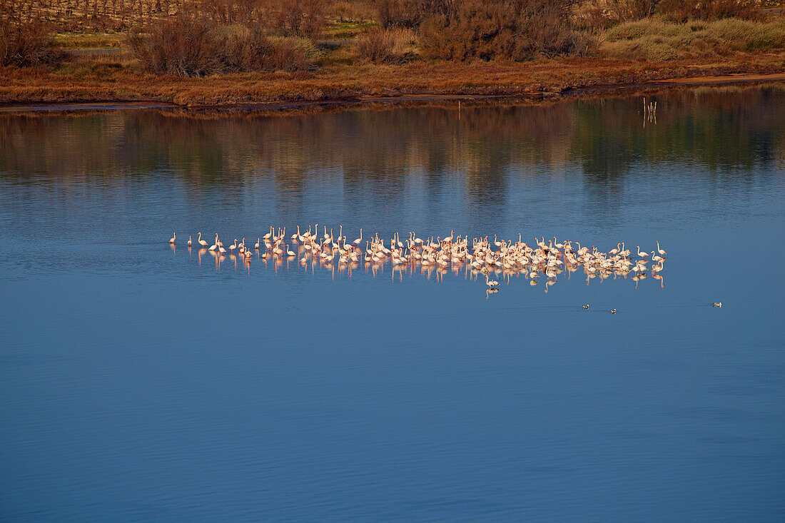 Waterfowl on the Étang de Bages et de Sigean, Bages, Dept. Aude, Languedoc-Roussillon, France, Europe