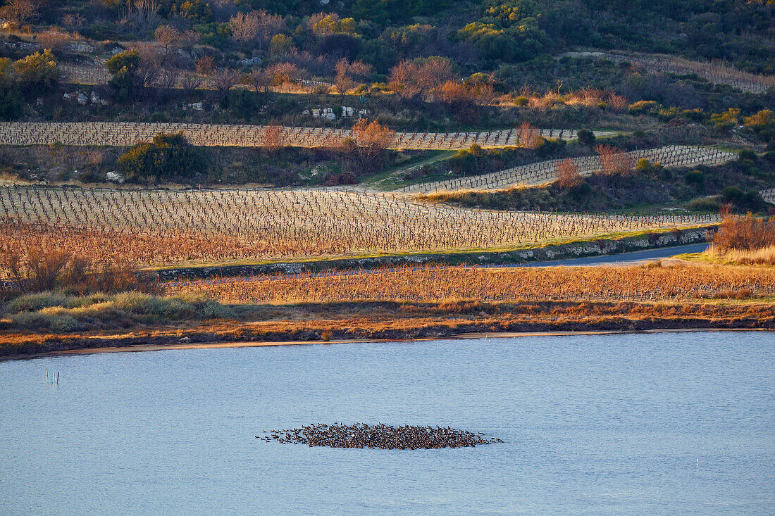 Wasservögel auf dem Étang de Bages et de Sigean, Bages, Dept. Aude, Languedoc-Roussillon, Frankreich, Europa