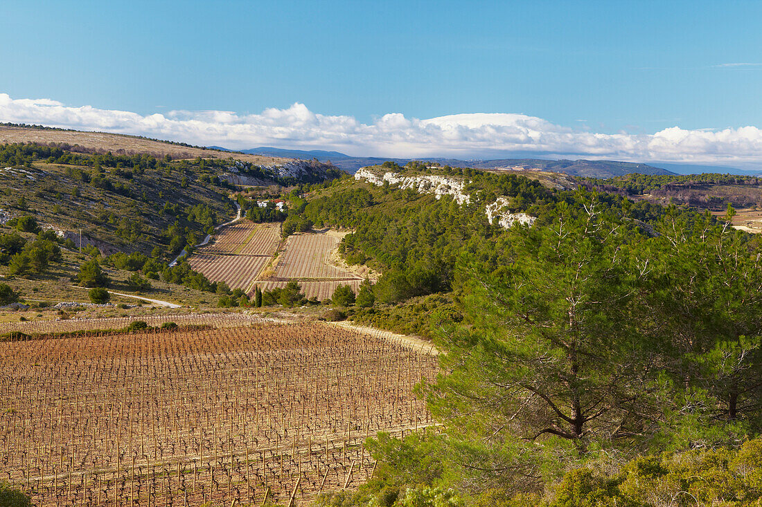 Blick in Landschaft der Montagne de la Clape bei Armissan, bei Armissan, Massif de la Clape, Dept. Aude, Languedoc-Roussillon, Frankreich, Europa