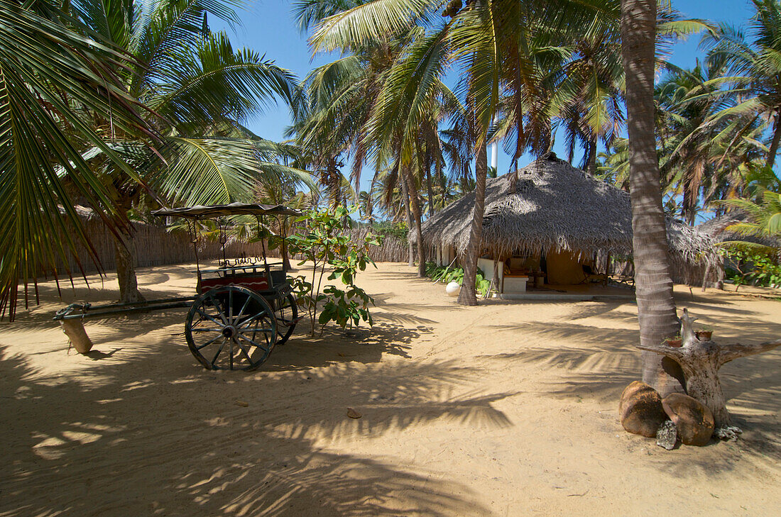 Mit Palmen bestandener sandiger Hof des Dolphin Resort, Kalpitiya, Westküste nördlich von Colombo, Sri Lanka