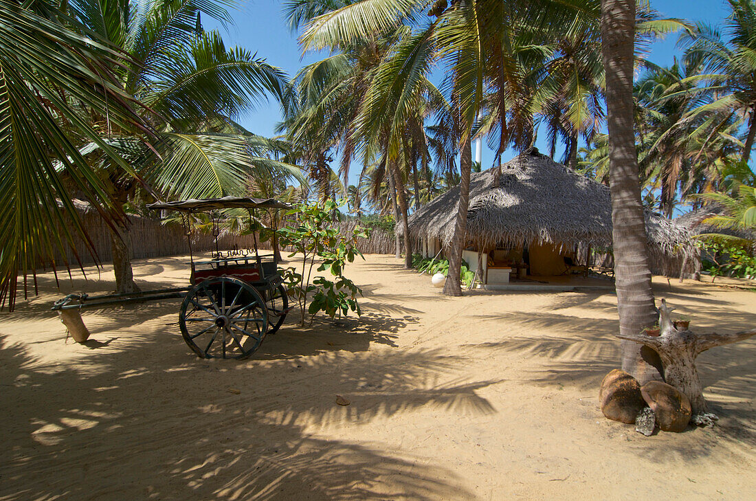 Sandy court with palm trees at the Dolphin Resort, Kalpitiya, West coast, north of Colombo, Sri Lanka