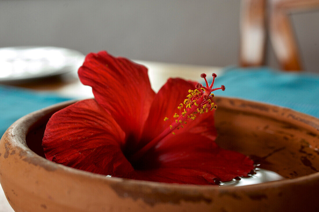 Hibiskusblüte in einer Tonschale im Vattersgarden Ayurveda Resort Kottegoda bei Dickwella westlich von Tangalle im Süden von Sri Lanka