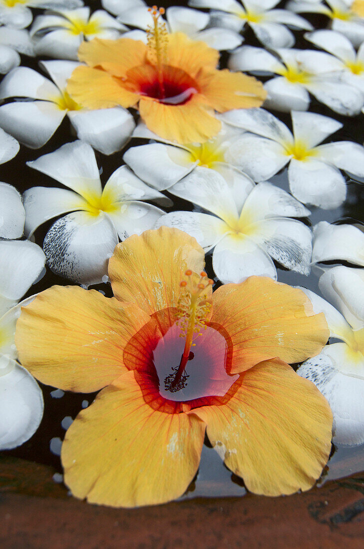 Blumen in einem Tongefäß, Ranweli Holiday Village, Resort, Waikkal bei Negombo, Sri Lanka