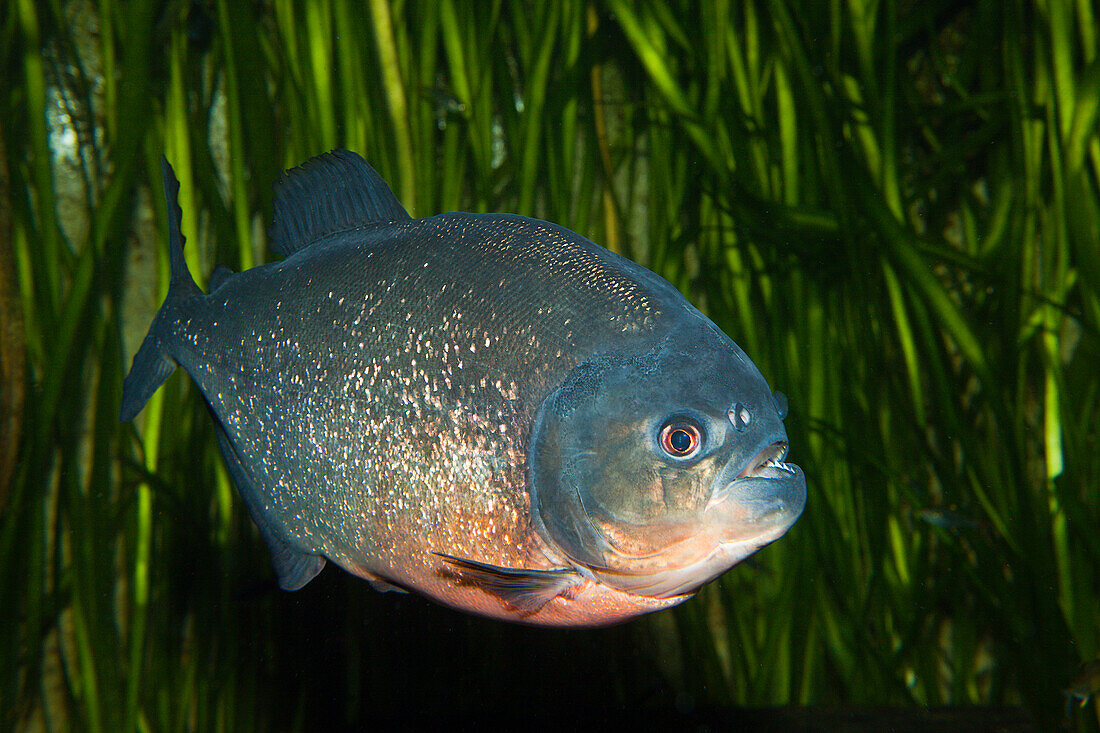 Roter Piranha, Piranha vermelha, Brasilien